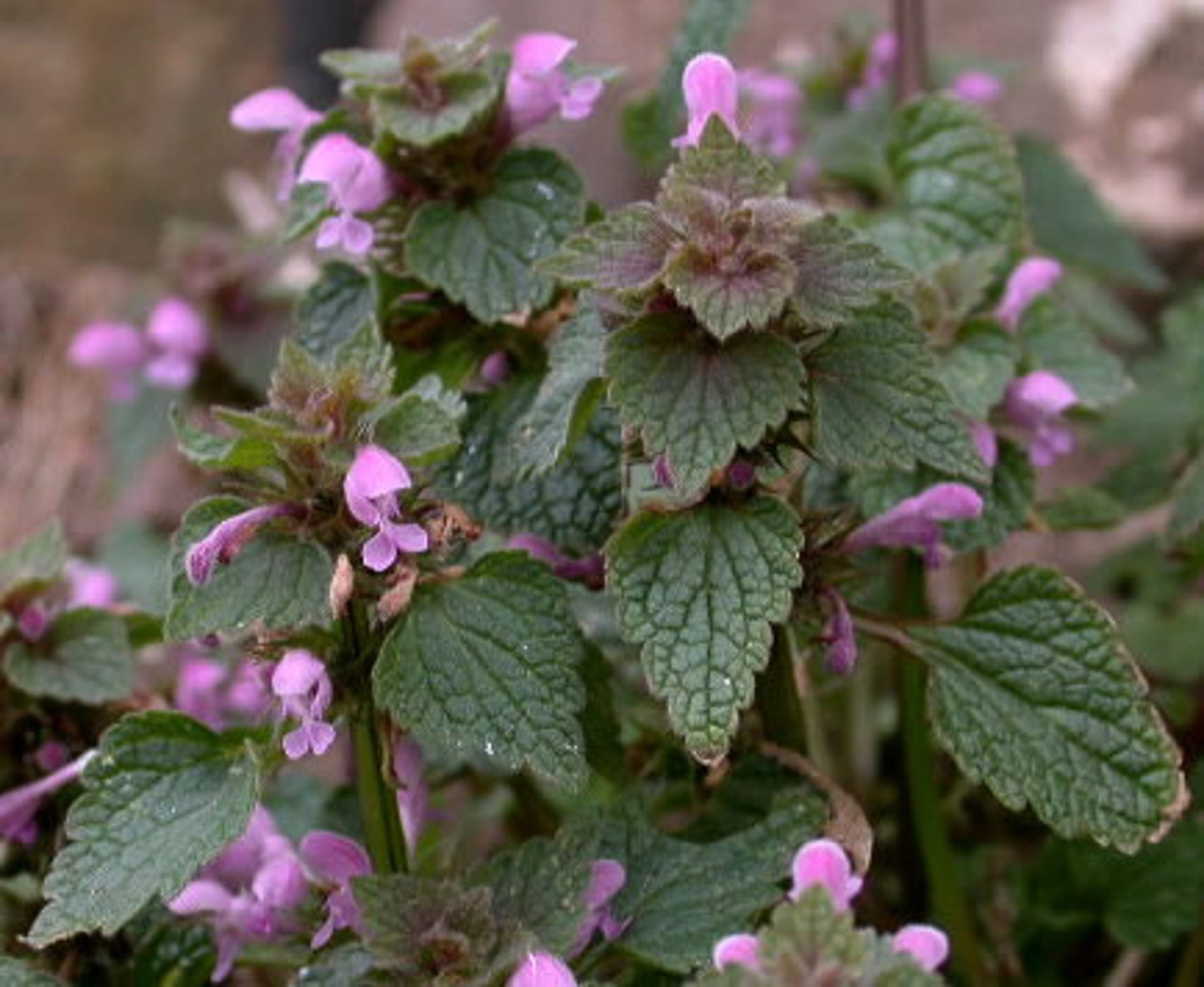 <p>Paarse dovenetel</p>