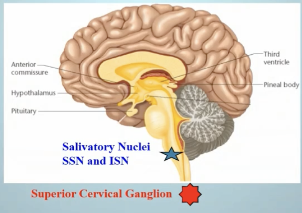 <p>Taste buds (neuroepithelial cells)</p><ul><li><p>Gustatory salivary reflex- neurons are located in lower brainstem</p><ul><li><p>Lateral hypothalamus modulates this center</p></li></ul></li><li><p>Mechanoreceptor fibers are sensitive when pinching the tongue</p></li></ul><p></p>