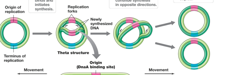 <ol><li><p>Replisome binds and initiates synthesis</p></li><li><p>replication forks continue synthesis in opposite directions</p></li><li><p>replication forks hit terminus of replication and collide releasing two chromosome copies</p></li></ol><p></p>