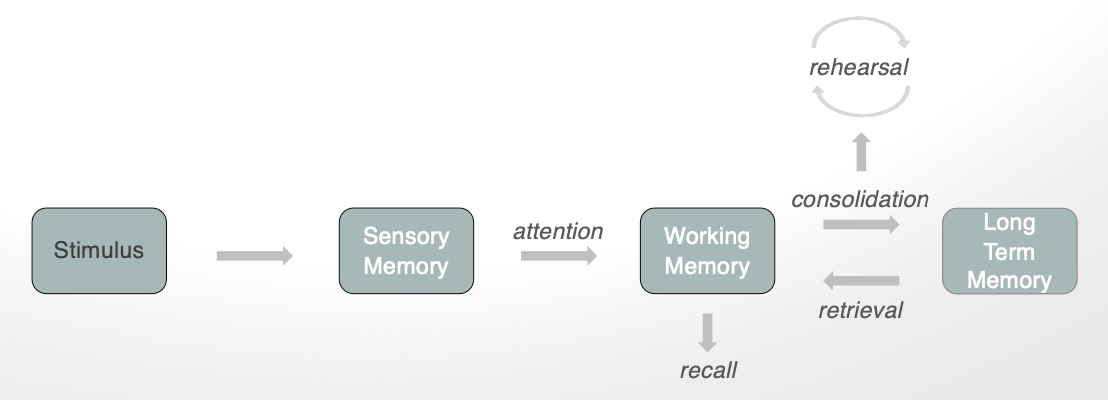 <p>draw it </p><ul><li><p>stimulus → sensory memory → working memory → ← long term memory </p></li></ul><p></p>
