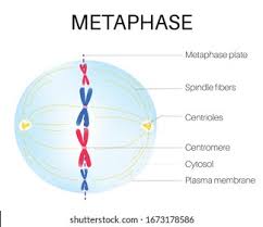 <p>What is metaphase?</p>