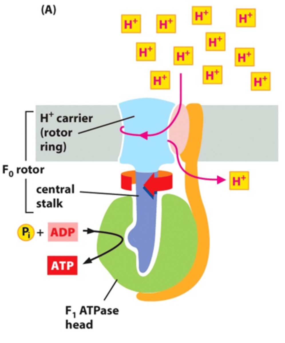 <p>Picks up ADP and kicks out ATP</p>