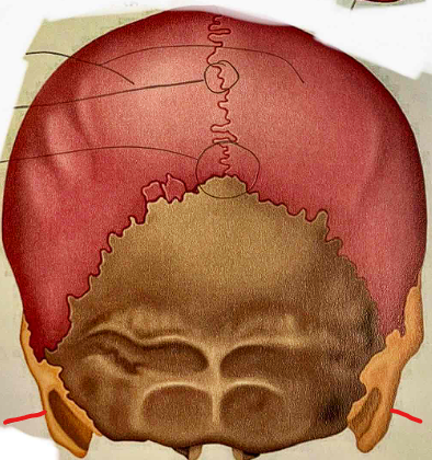 <p>What part of the skull is this?</p>