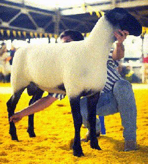 <p><br>What is this sheep breed?</p>