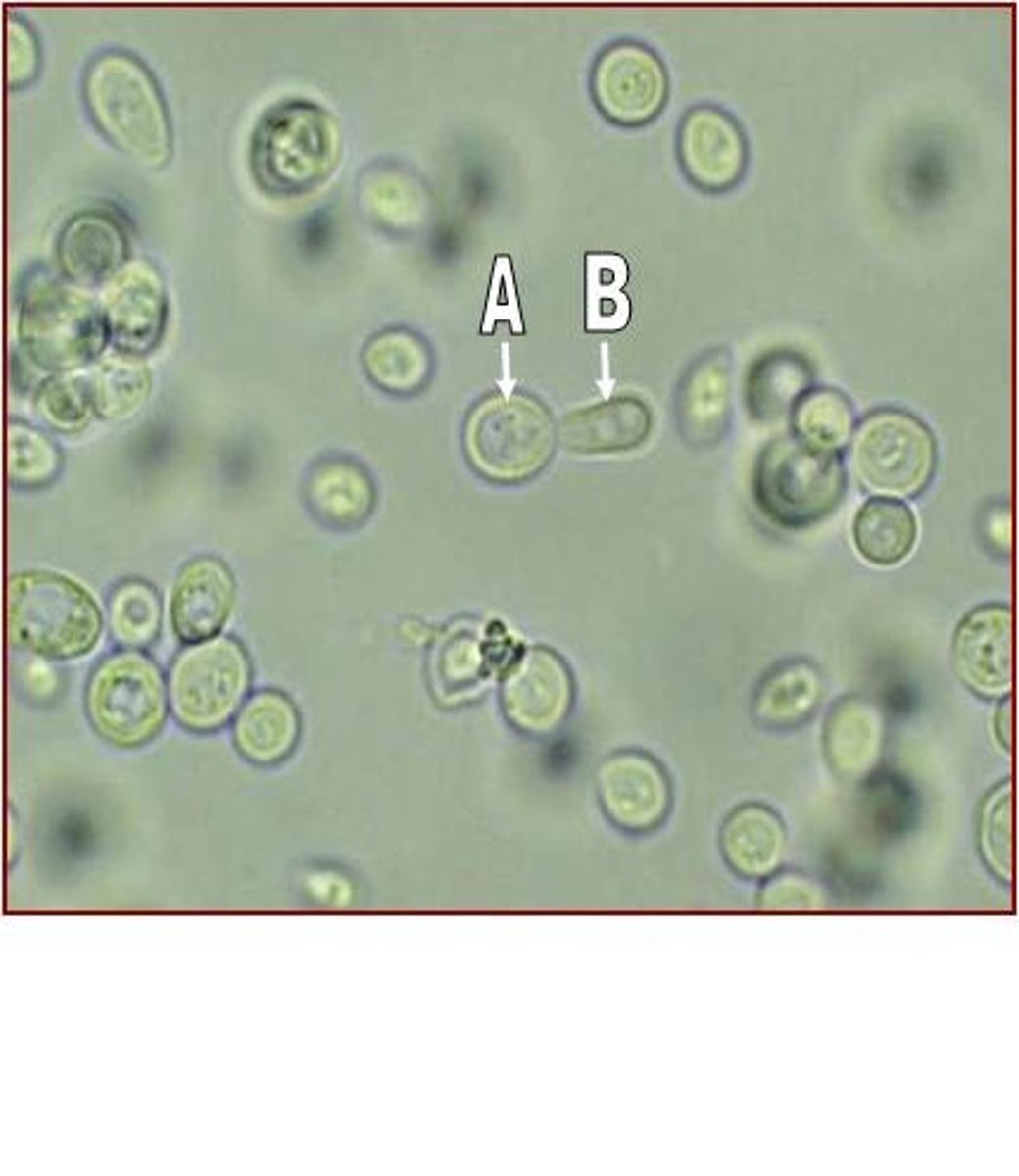 <p>asexual reproduction in which a part of the parent organism pinches off and forms a new organism</p>