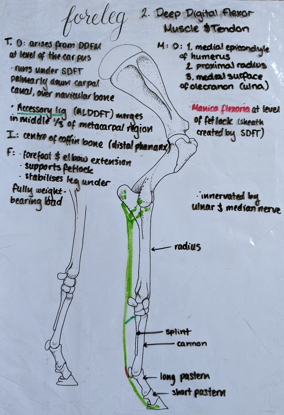 <p>Coffin bone.</p>