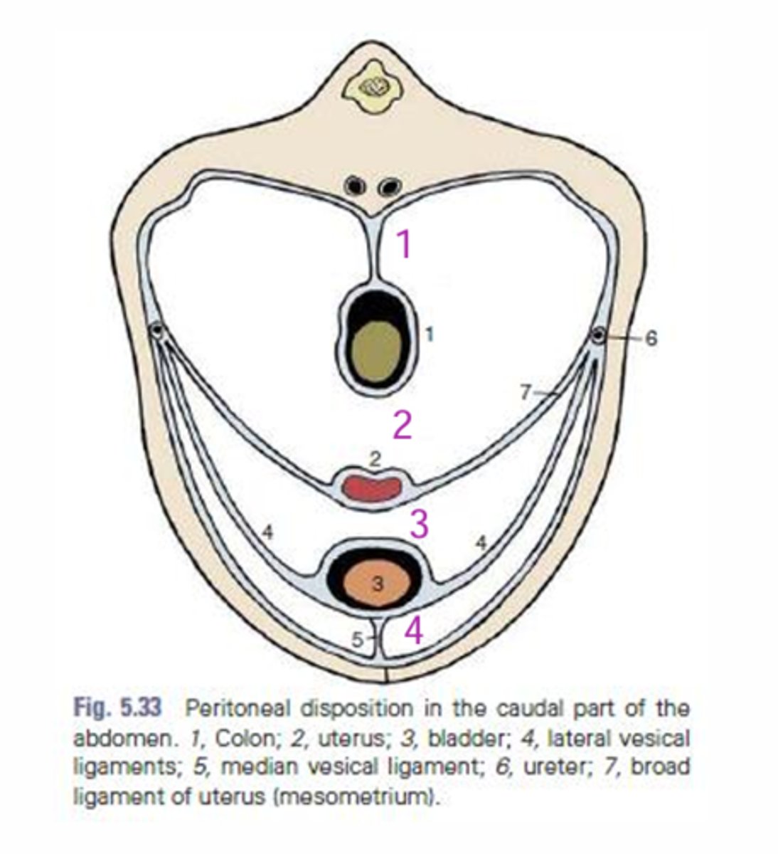 <p>Compartments of the pelvic cavity:</p><p>3</p><p>the region/space between the reproductive organs dorsally and the bladder ventrally</p>