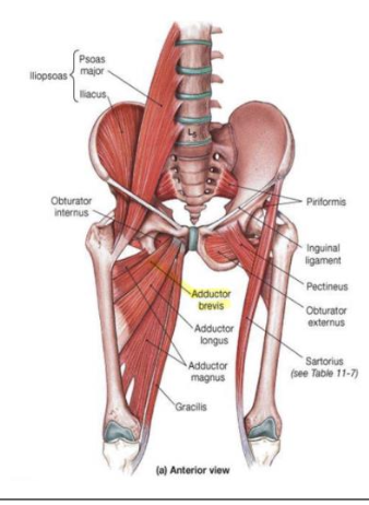 <p>adductor brevis - adductor</p><p>I</p>