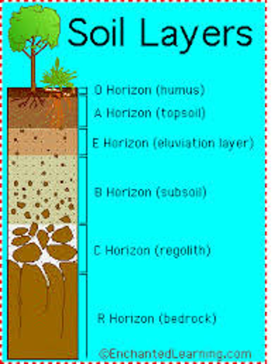 <p>The layer of soil that differs in color and texture from the layers above or below it. There are three soil horizons A, B, and C.</p>