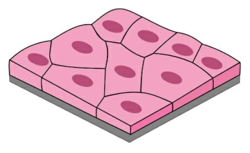 <p>Structure of Simple Squamous <span>Epithelium Tissue</span></p>