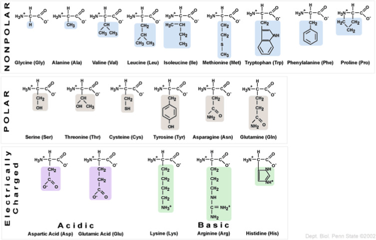 <ul><li><p>Acidic behavior: the carboxylic group can donate a hydrogen (H+) to a base</p></li><li><p>Basic behavior: The amino group can accept a hydrogen (H+) from an acid</p></li><li><p>Zwitterions Formation: In aqueous solutions, amphoteric amino acids exist as zwitterions, which are neutral molecules with both a positive and negative charge. Positive charge is on the amino group, negative being on the carboxyl group</p></li></ul><p></p>