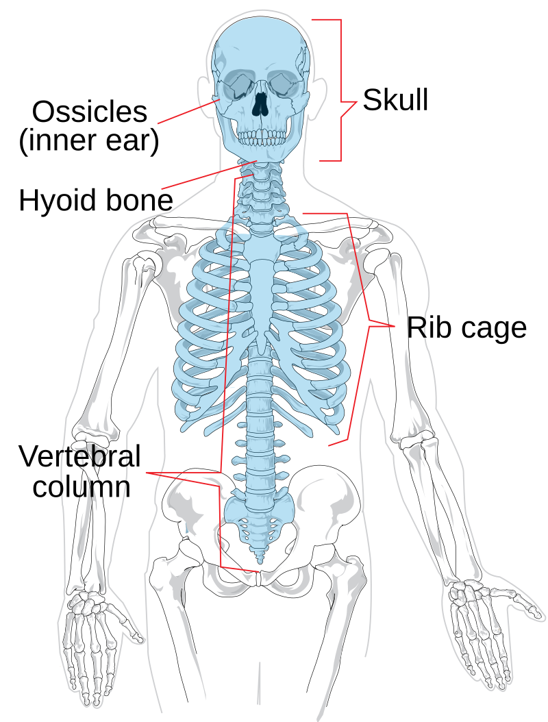 <p><strong><span>A:</span></strong><span> The skull, vertebral column (spine), and bony thorax (ribcage and sternum).</span></p>