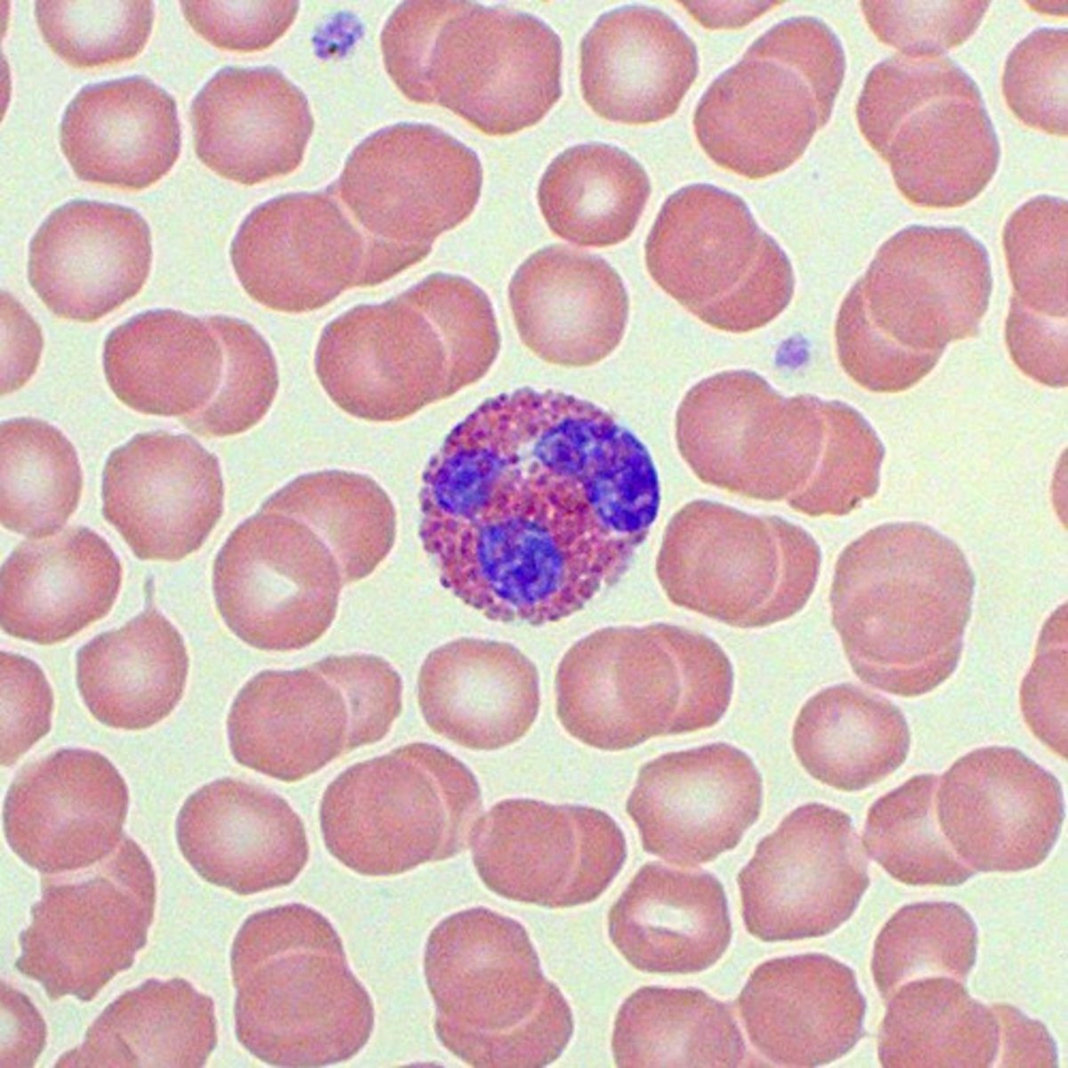<p>pink, bi-lobed cell</p>