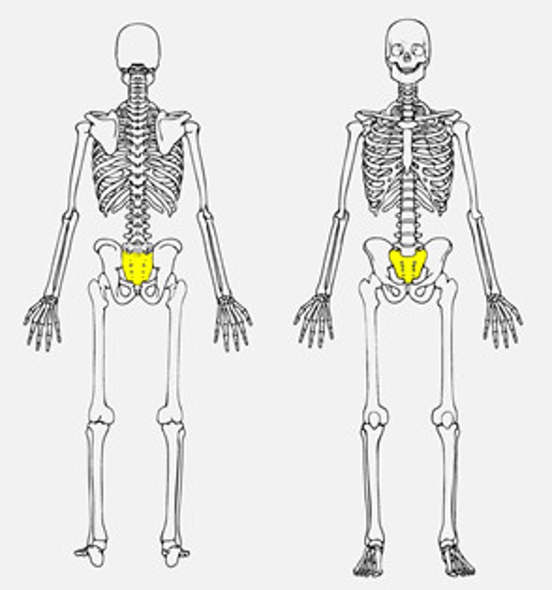 <p>Name the bone.</p>