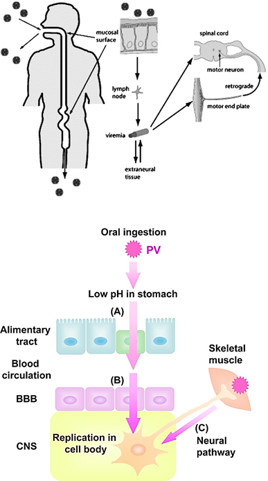 <p>Follows this <strong>pattern of dissemination</strong>:<br> <strong>Oropharynx → GI enterocytes → Peyer’s patch M cells → skeletal muscles → brain</strong> via nerves.</p>