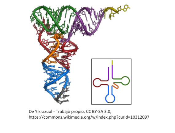<p>- Recognition between tRNA and amino acid</p><p>- Binding of both molecules to form an aminoacyl-tRNA</p>