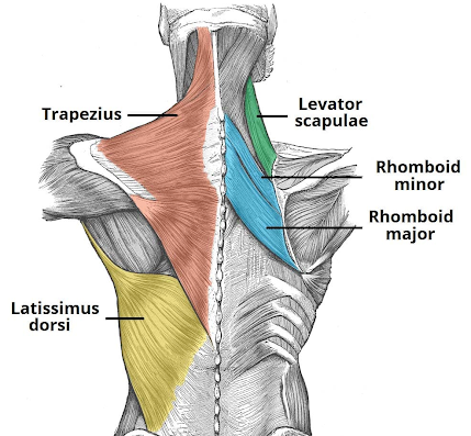 <p>The rhomboids (major and minor) function to stabilize the medial border of the scapula. The rhomboids are very active in scapular adduction or retraction, which can be defined as backward rotation of the scapula toward the vertebral column.</p>