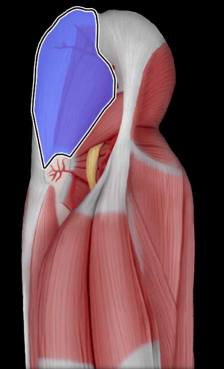 <p>What Muscle Is Highlighted?</p>