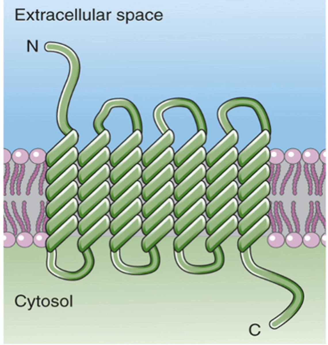 <p>Is this an ion channel or G-protein coupled receptor?</p>