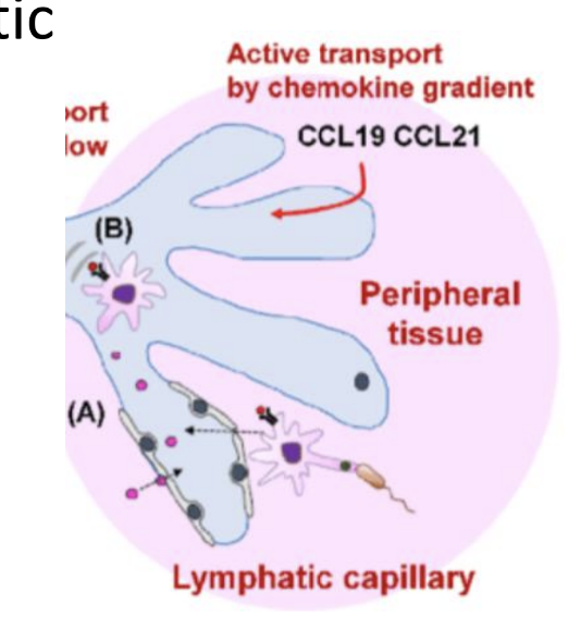 <p><strong>Migrate to nearby lymph nodes</strong> <span style="color: green;"><strong>where they “educate” </strong></span></p><p><span style="color: green;"><strong>the adaptive immune system.</strong></span></p><p>• Migration is coordinated by <strong>CCL21</strong> <strong>released from lymphatic </strong></p><p>endothelium.</p><p>• <strong>DCs sense this via CCR7 receptor and migrate toward lymph nodes</strong></p>