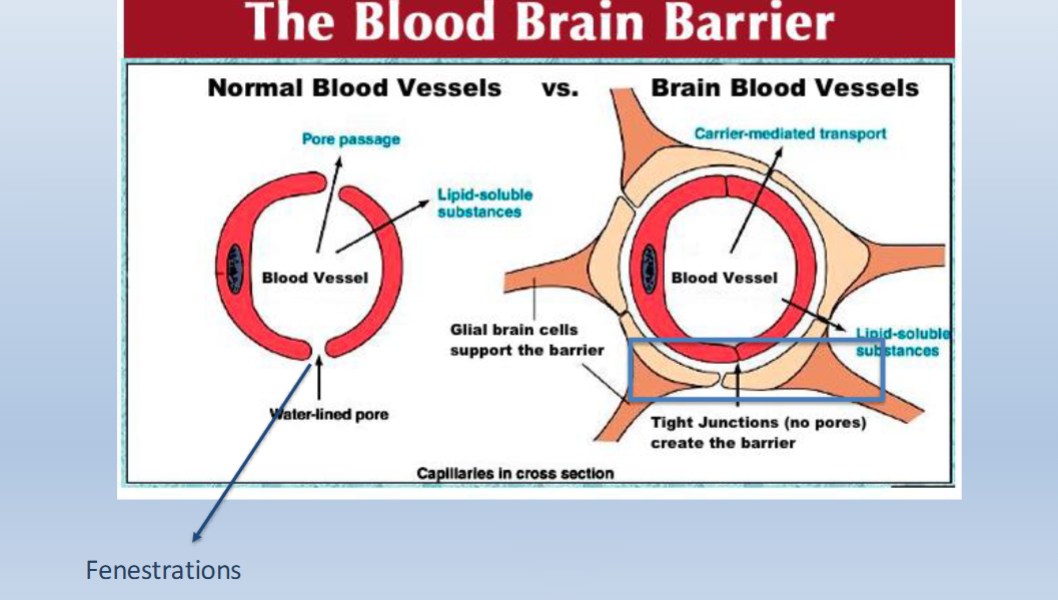 <p><span>Brain capillaries are NON-FENESTRATED (have tights junctions that form a barrier)</span></p><p><br><span>Capillaries in the rest of the body’s tissues are FENESTRATED (no tight junctions/no barriers)</span></p>