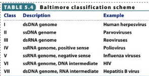 <p>It is based around mRNA production methods. It separates viruses into 7 classes that are developed by David Baltimore</p><p>Note: all viruses rely on host for translation (ribosomes)</p>