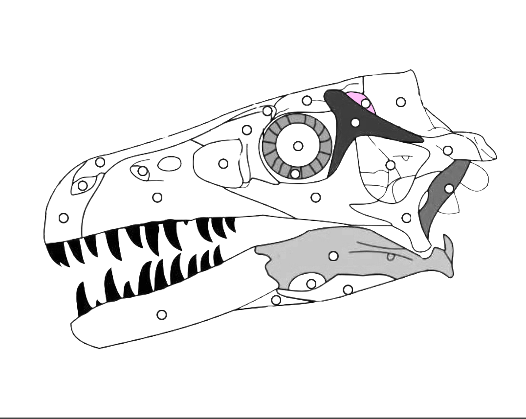 <p>What part of the dinosaur skull is this?</p>