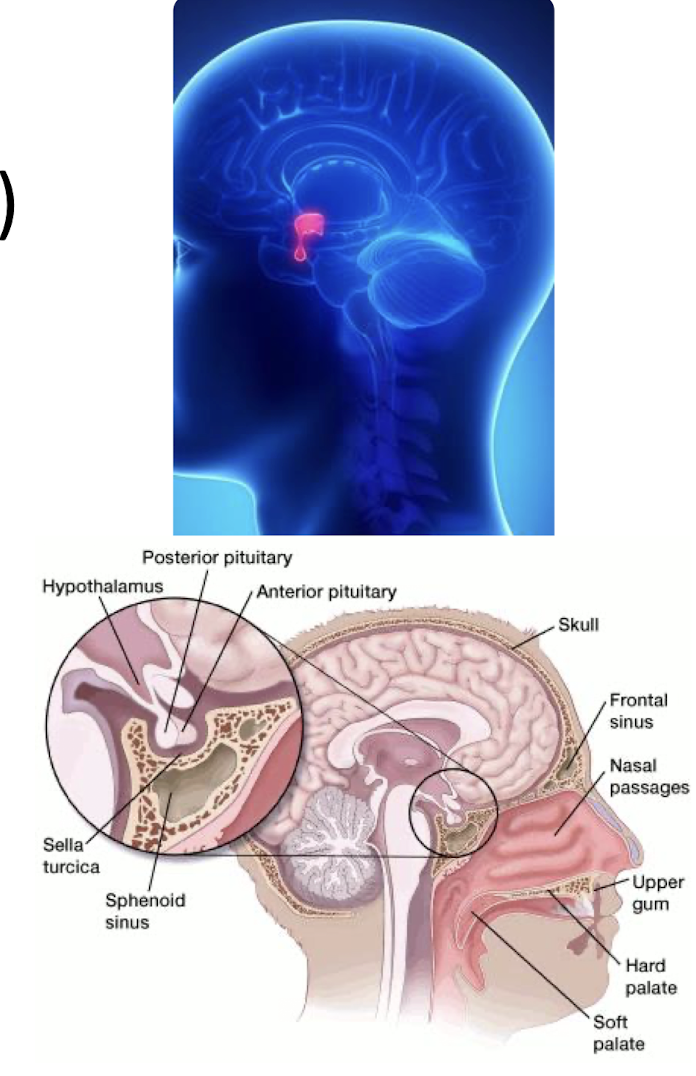 <p>Anterior Pituitary Gland: </p><ul><li><p>____ connections via what Hypothalamic-Hypophyseal  _____ system </p></li><li><p>Synthesizes what?</p></li></ul><p></p>