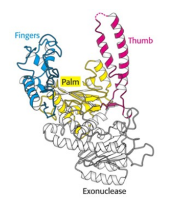 <ul><li><p>has a complex structure with an active site for nucleotide addition.</p></li><li><p>It requires a template strand withcomplementaryy base sequence to product and a primer to initiate synthesis. </p></li><li><p>finger and thumb domains wrap around DNA and hold the DNA in place during synthesis, enabling precise pairing of nucleotides and ensuring fidelity in DNA replication. </p></li><li><p>requires a primer with 3’OH group already base paired to the template.</p></li><li><p>Needs free nucleoside triphosphates.</p></li><li><p>Needs two divalent metal ions to help stabilize charge.</p></li></ul><p></p>