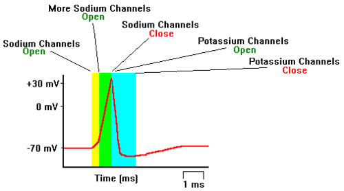 From the resting potential of -70mV (1), the oscilloscope depicts an increasing voltage, which is the inward flow of sodium ions during depolarization (2). Since sodium ions carry a positive charge, the inside of the neuron at that site becomes positive when compared to the outside of the neuron.  At a threshold voltage of about -50mV, even more sodium channel will open, increasing the charge to about +40mV.  The sodium channels close at about the peak of the action potential, and potassium channels open.  Potassium ions (which are inside the neuron and also carry a positive charge) leave the neuron. This repolarization (3) results in the downward voltage as the inside of the neuron in the vicinity of electrode becomes negative again. Potassium channels are slow to close, resulting in a refractory period as hyperpolarization reduces the charge to below that of the resting potential.  The action of the sodium-potassium pump returns the charge to the -70mV resting potential (4)