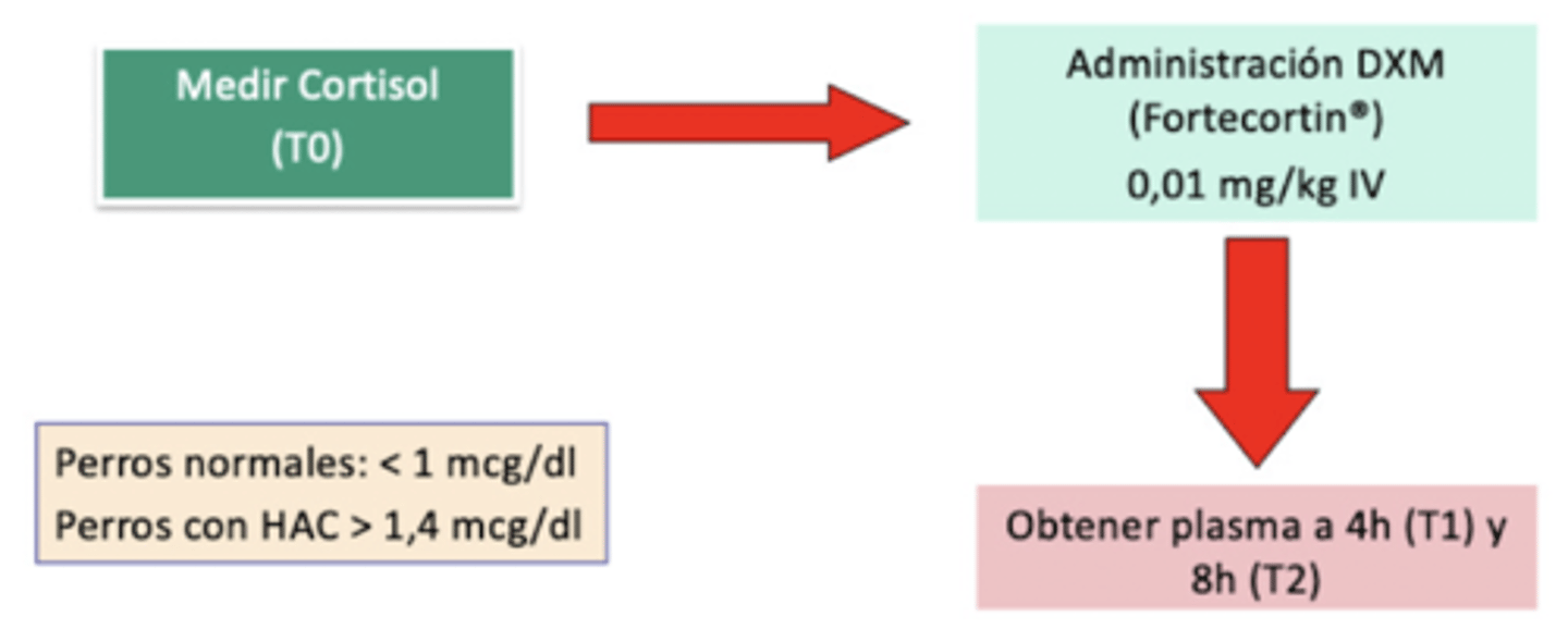 <p>animal sano</p><p>(porque la dexametasona debería suprimir la producción de cortisol mediante retroalimentación negativa)</p>
