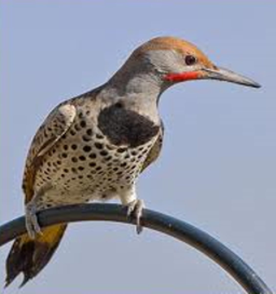 <p>Desert; gray face, full brown crown, red malar, yellow wings and undertail </p>