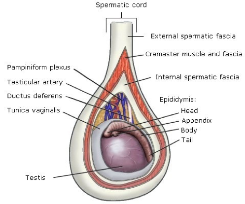 el _______ tiene varias cubiertas

\- fascia espermatica interna

\- fascia cremastica

\- fascia espermatica externa