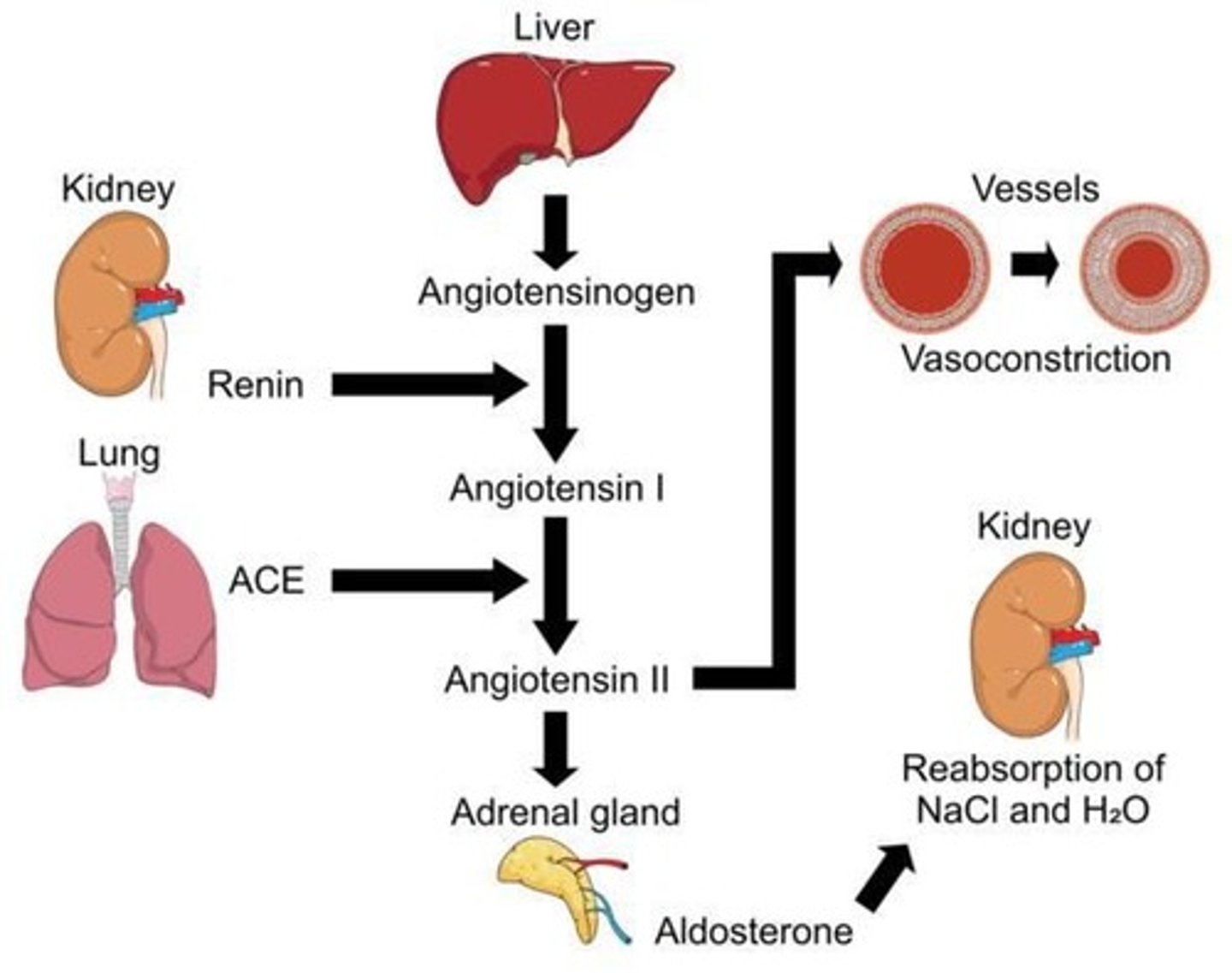 <p>Initiates the RAAS for blood pressure regulation.</p>