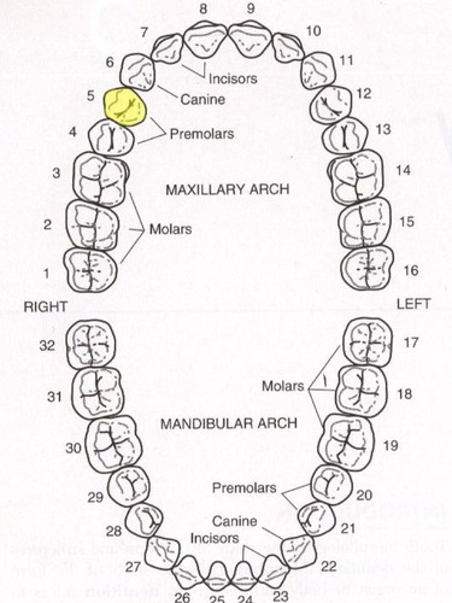<p>Maxillary right first premolar</p>