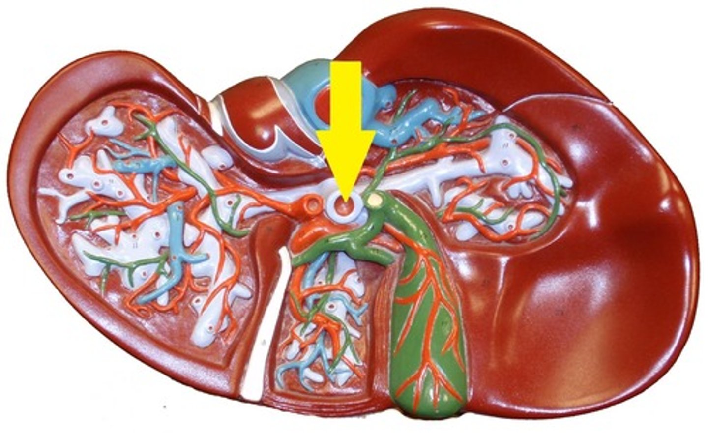 <p>The purple one</p>