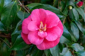 <p><span>Camellia japonica cv. / Common Camellia</span></p>