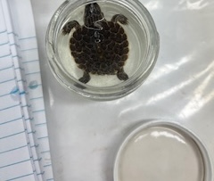 <ul><li><p>very small</p></li><li><p>lined nongeometric scutes</p></li><li><p>lined limbs and head</p></li><li><p>circle in middle of head</p></li></ul><p></p>