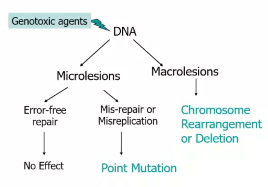 <p>it can go down 2 paths</p><ol><li><p>microlesions - mutation type effect</p><ol><li><p>error-free repair</p><ol><li><p>no effect</p></li></ol></li><li><p>Mis-repair or misreplication</p><ol><li><p>point mutation</p></li></ol></li></ol></li><li><p>macrolesions - change in structure of chromosome(s)</p><p>chromosome rearrangement or deletion&nbsp;</p></li></ol><p></p>