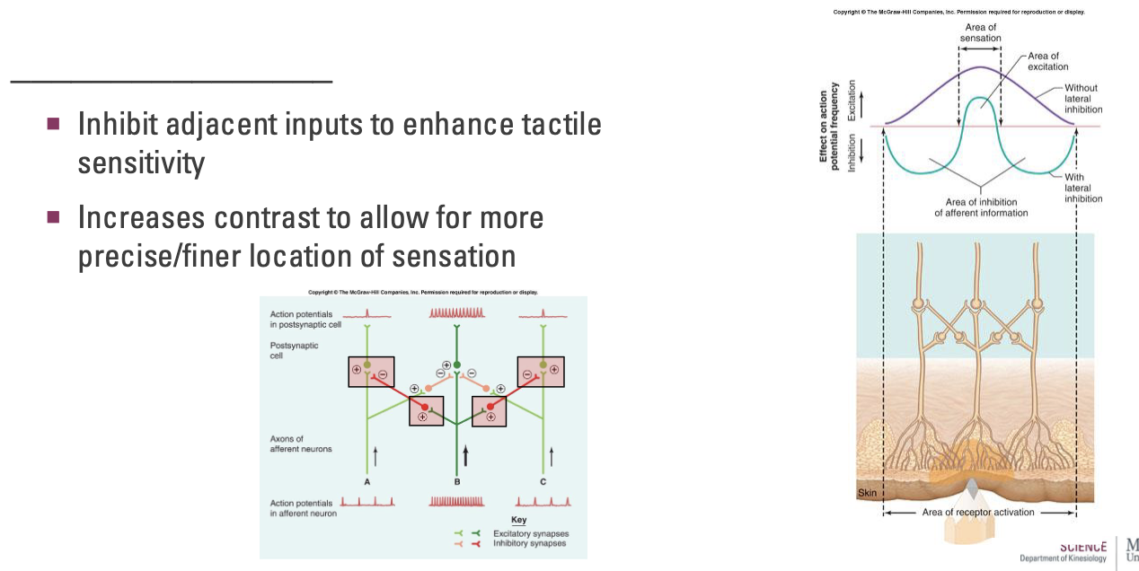 <ul><li><p>Inhibit adjacent inputs to enhance tactile sensitivity</p></li></ul><ul><li><p>Increases contrast to allow for more precise/finer location of sensation</p></li></ul><p></p><p><em>Graph: Purple shows frequency of APs</em></p>