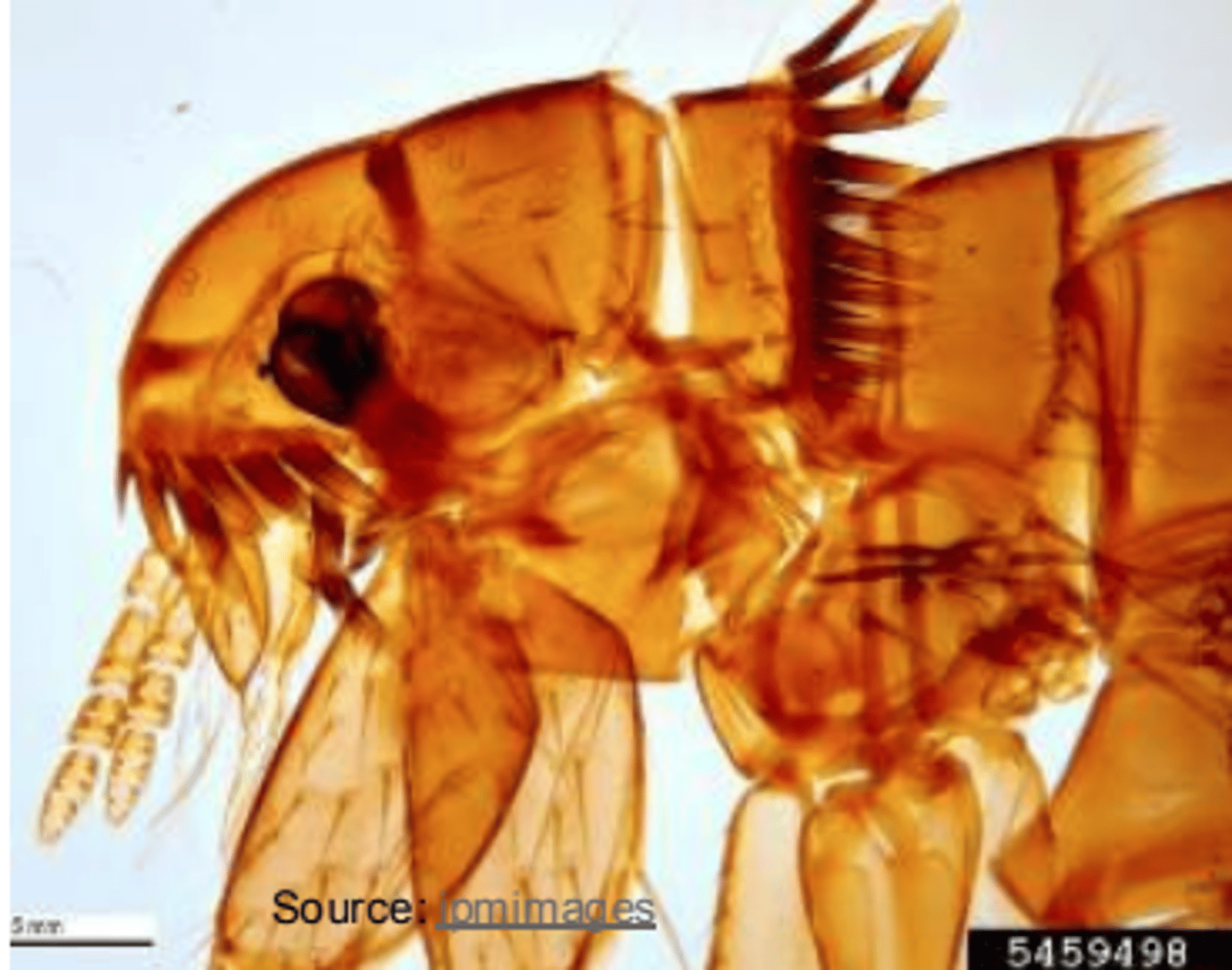 <p>what is this ectoparasite?</p>