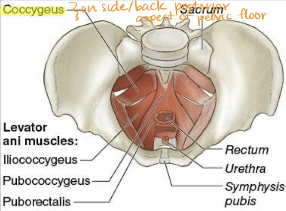 <ul><li><p>lesser pelvis muscle</p></li><li><p><strong>located on posterior pelvic floor </strong></p></li><li><p><strong>triangular</strong> sheet of <strong>muscle</strong></p></li><li><p><strong>posterior</strong> aspect of <strong>pelvic diaphragm</strong></p></li><li><p>not usually evaluated on US</p></li><li><p>“one of the two muscles in pelvic diaphragm; posterior pelvic floor muscle that support the coccyx”</p></li></ul><p></p>