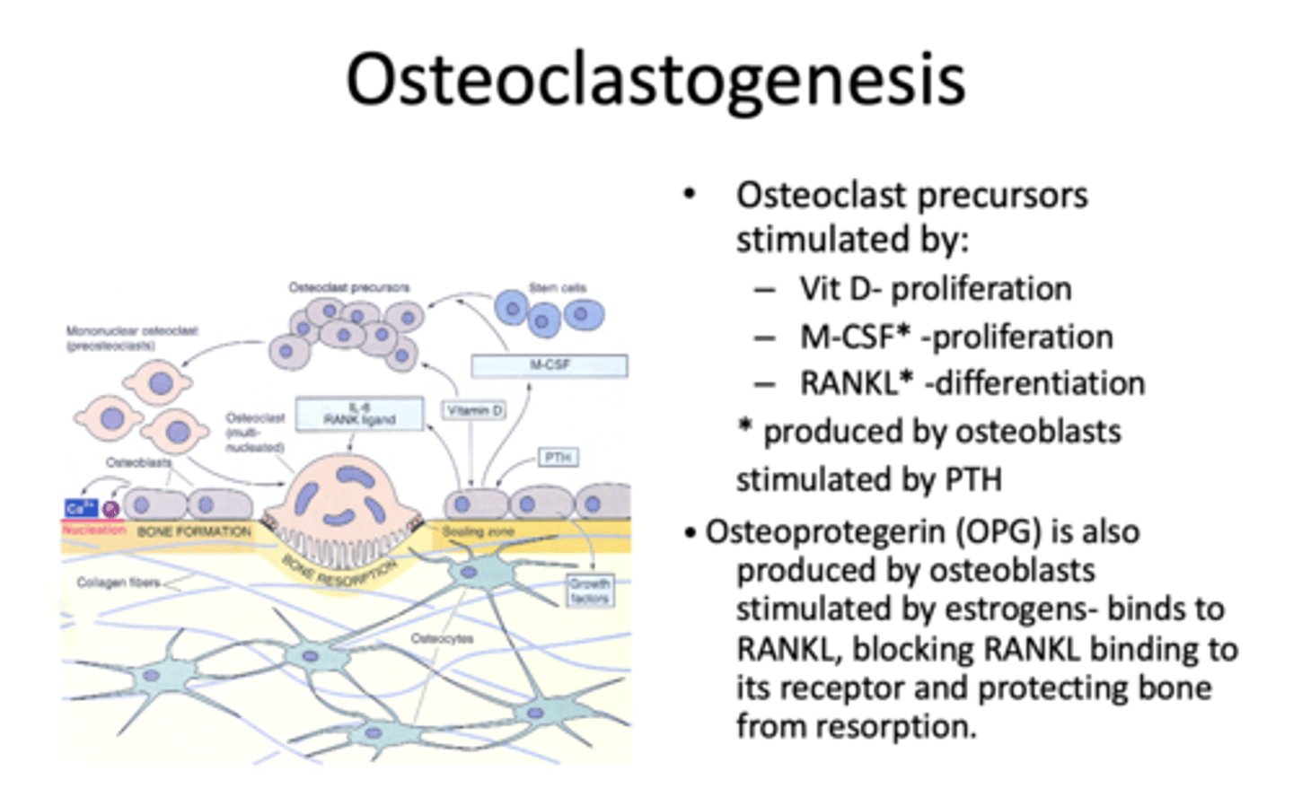 <p>Osteoprotegerin (OPG)</p>