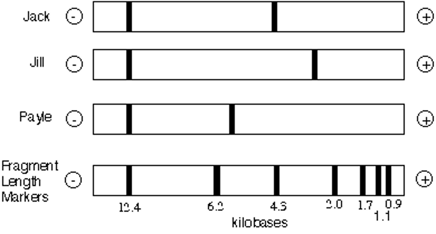 <p>Difference in DNA sequence on homologous chromosomes that can result in different patterns of Restriction Fragment Lengths(DNA segments resulting from treatment with restriction enzymes)</p>