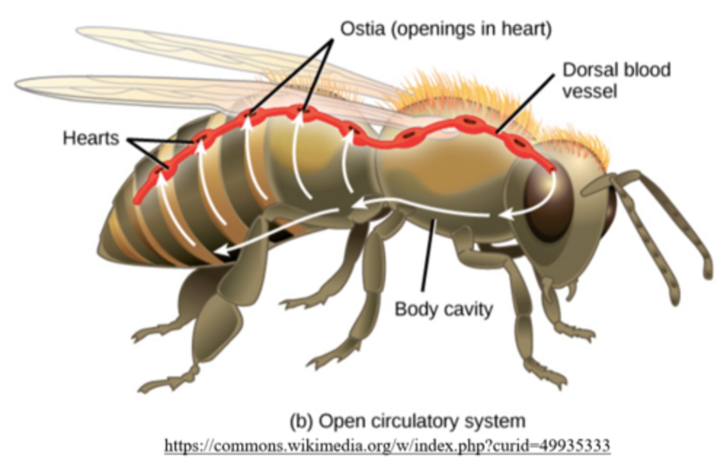 <p>ostia</p>
