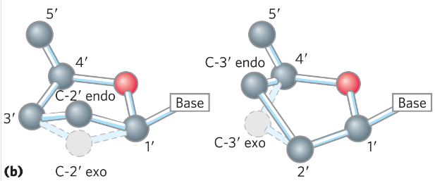 <p>β-furanose It is not planar, it is puckered.</p>