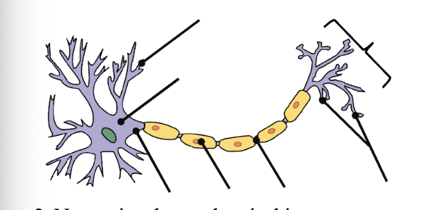 <p>Label the neuron</p>