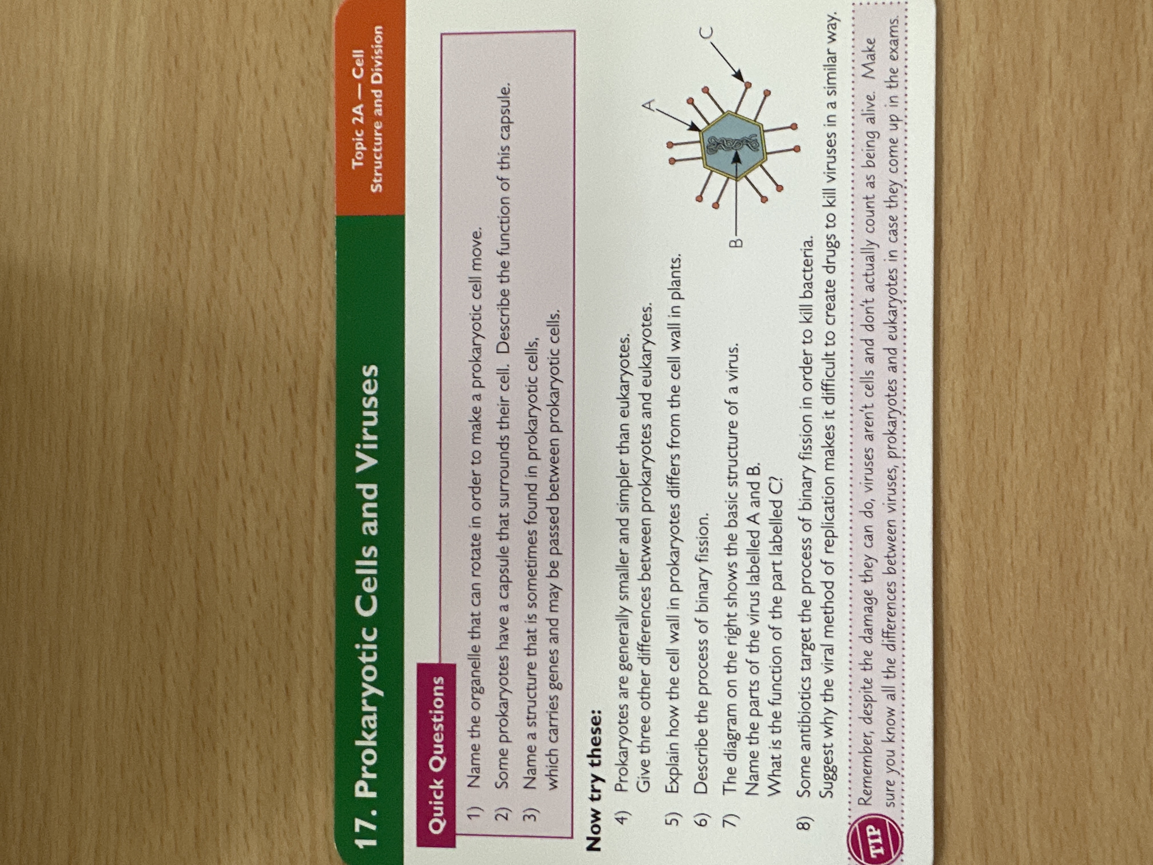 Prokaryotic cells and viruses 
