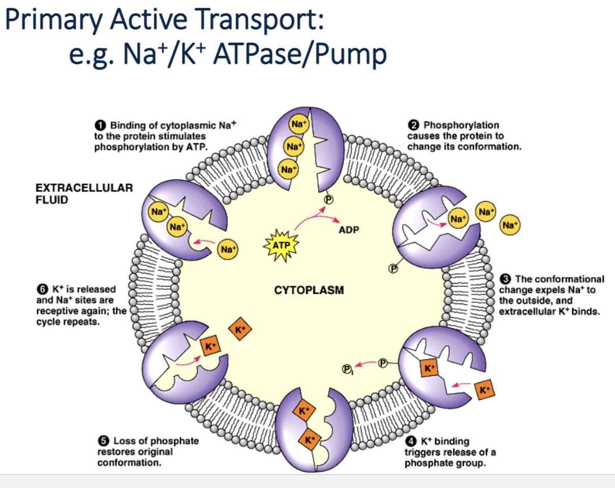 <p>Na+/K+ ATPase/Pump</p><p>Carrier protein is also an ATPase enzyme that converts ATP to ADP and Pi. Actively exports 3Na+ and imports 2K+ inward against [] gradient.</p>