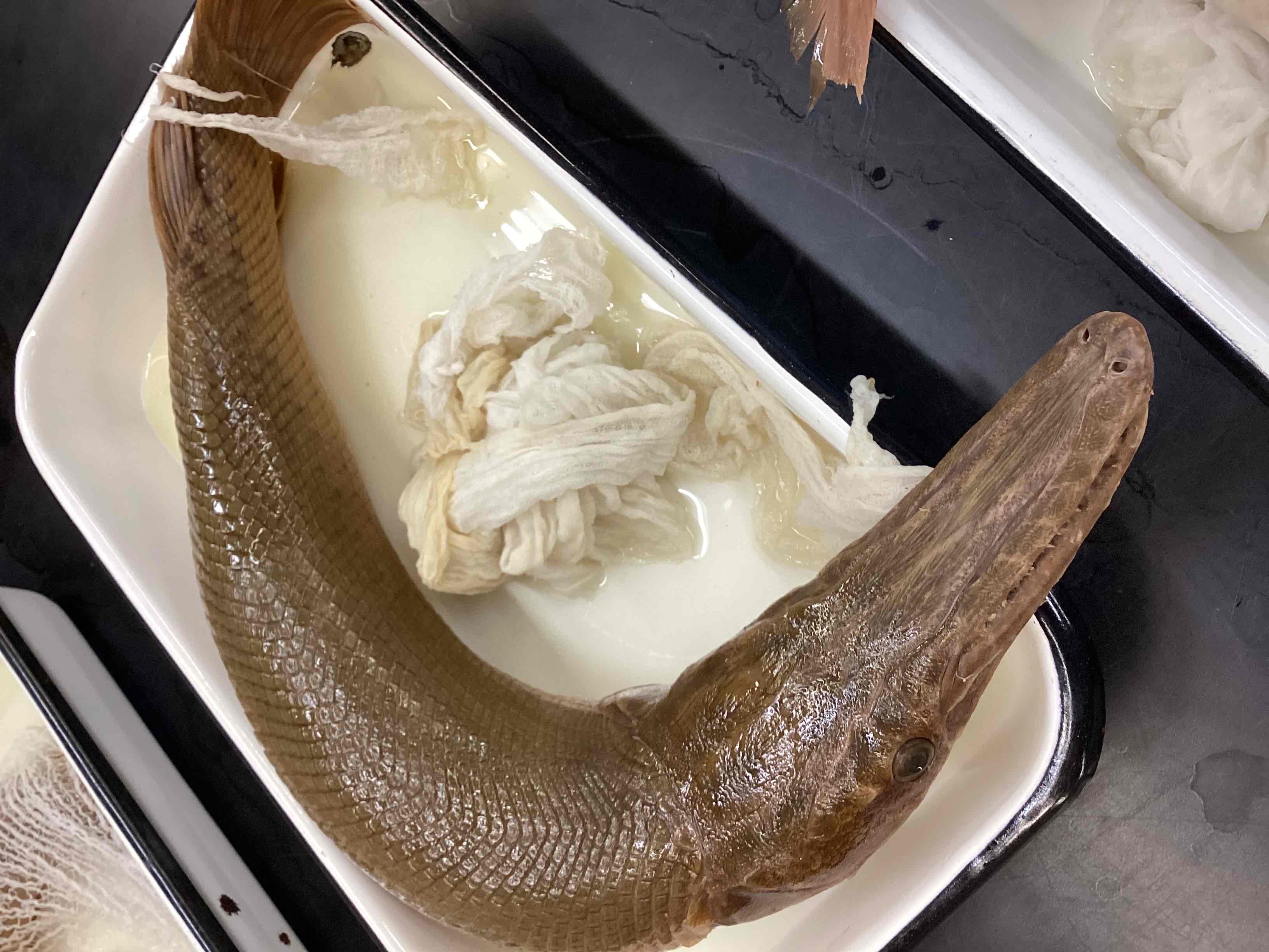 <p>Alligator gar</p>